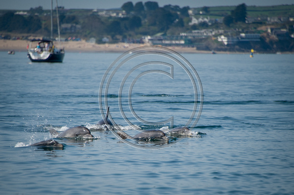 005_Dolphins 17th April 2011