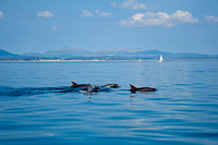 008_Dolphins 17th April 2011