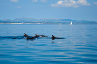 009_Dolphins 17th April 2011