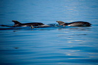 010_Dolphins 17th April 2011