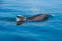 012_Dolphins 17th April 2011