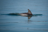 001_Dolphins 17th April 2011