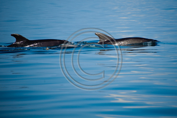 011_Dolphins 17th April 2011
