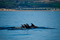 006_Dolphins 17th April 2011