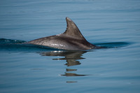 002_Dolphins 17th April 2011