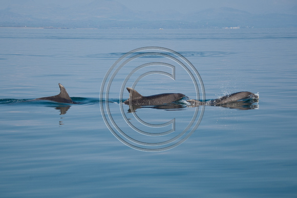 003_Dolphins 17th April 2011